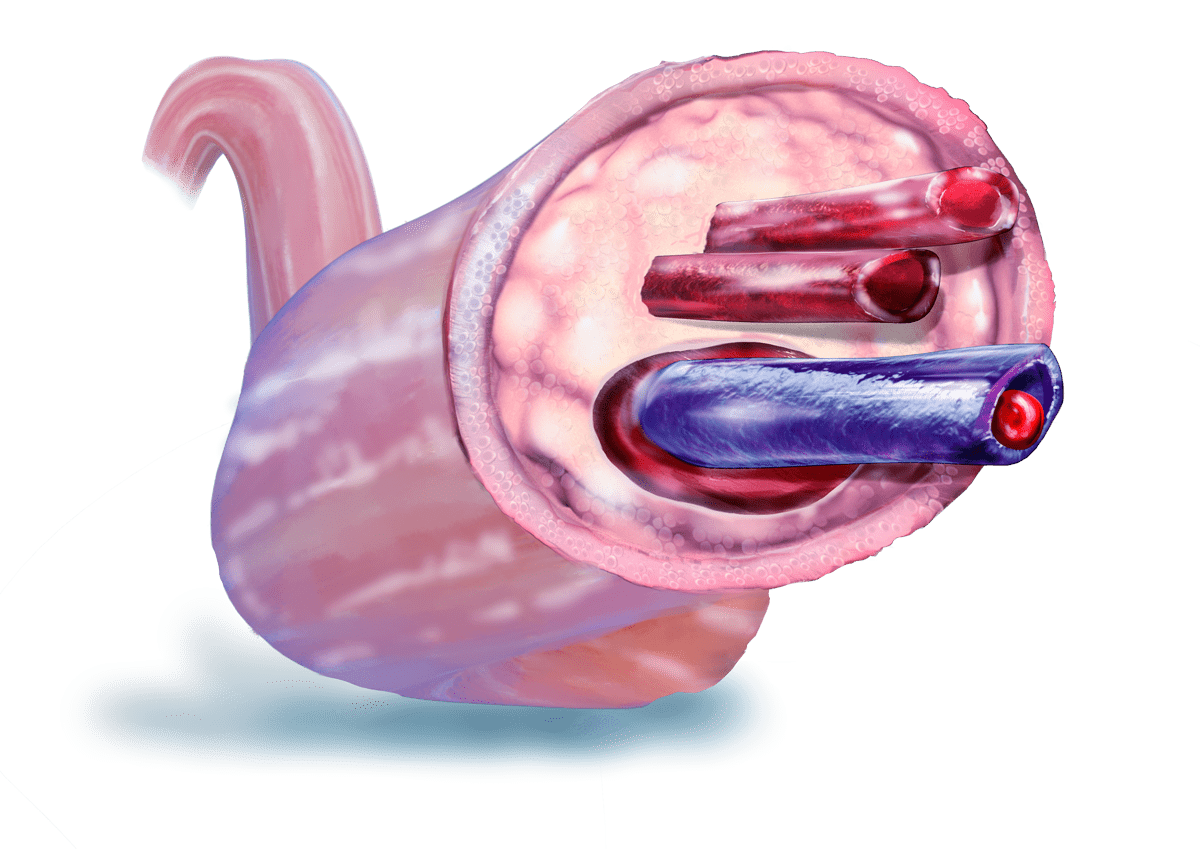 Umbilical cord anatomy stem cells Tijuana Mexico, Rescore Clinic